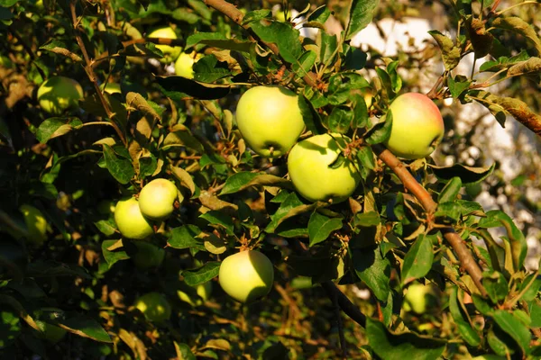 Sweet juicy apples on the tree. Ripe fruits. Ripe apples on the apple tree. Fruit garden. Harvest time. Raw materials for cider production.