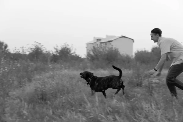 Foto Monocromática Perro Caza Corre Por Campo Terrier Paseo Perro — Foto de Stock