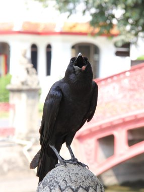 karga