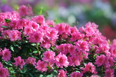 açelya çiçek, botanik, Botanik Bahçesi,