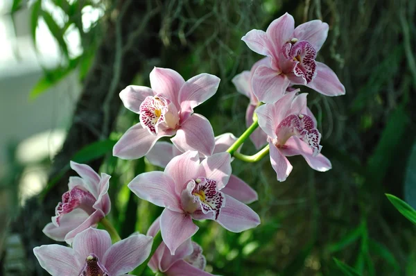 Fleurs d'orchidée, tropical, plante rare — Photo