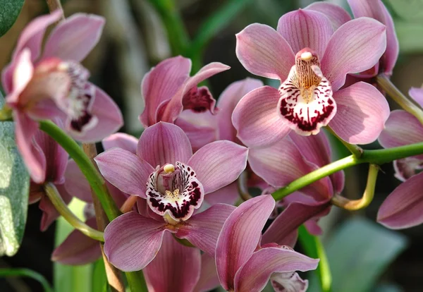 Orchideenblüten, tropische, seltene Pflanze — Stockfoto