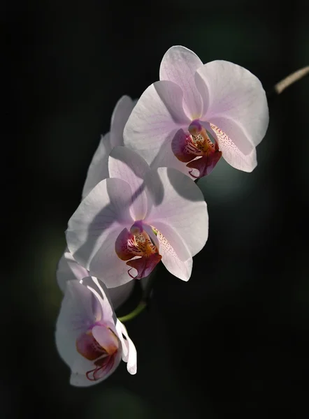 Orchideenblüten, tropische, seltene Pflanze — Stockfoto