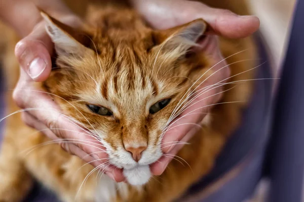 10月4日 世界动物日 一只心形的红毛猫的嘴被小心地捏在人的手掌上 — 图库照片