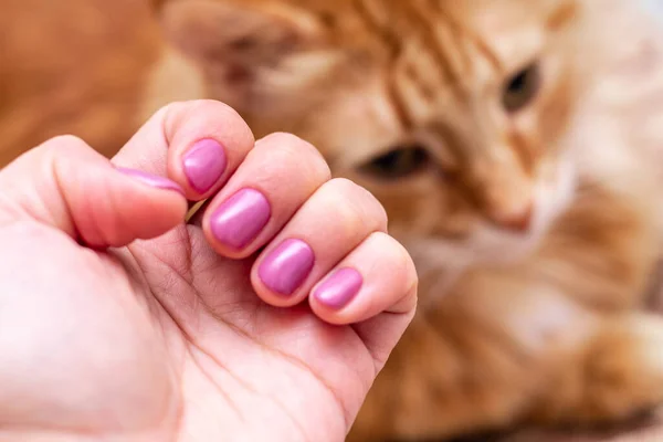 Pembe Pırıl Pırıl Taze Manikürlü Bir Kadının Eli Bir Yumruğa — Stok fotoğraf