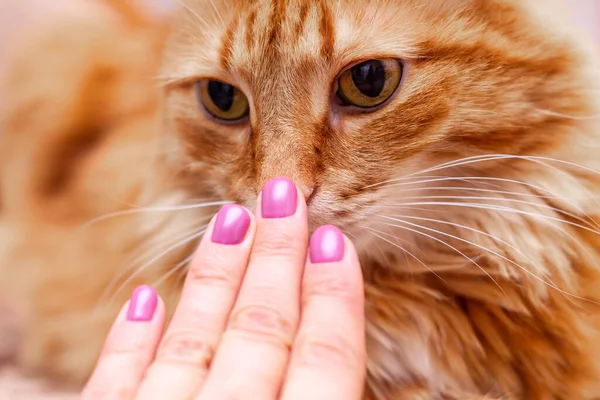 红毛绒猫鼻子上有粉红光亮整洁的新鲜指甲的女人的手 愉快的指甲护理和整洁的手的概念 — 图库照片