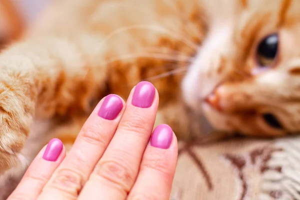 Mano Una Donna Con Una Manicure Fresca Lucida Rosa Lucida — Foto Stock