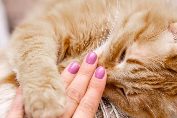 Mano Una Donna Con Una Manicure Viola Trova Sul Muso — Foto Stock