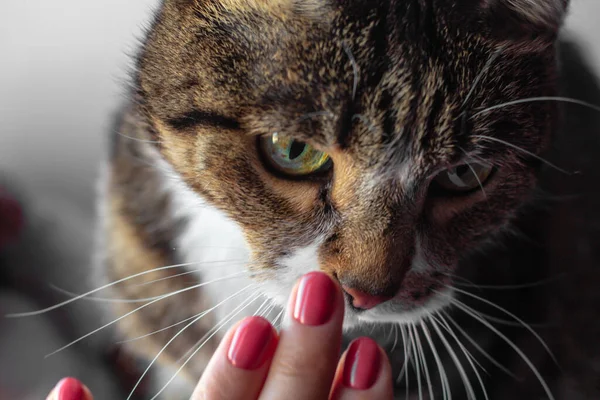 Περιποιημένα Γυναικεία Δάχτυλα Κοντά Στο Ρύγχος Μιας Ριγέ Χαρισματικής Γάτας — Φωτογραφία Αρχείου
