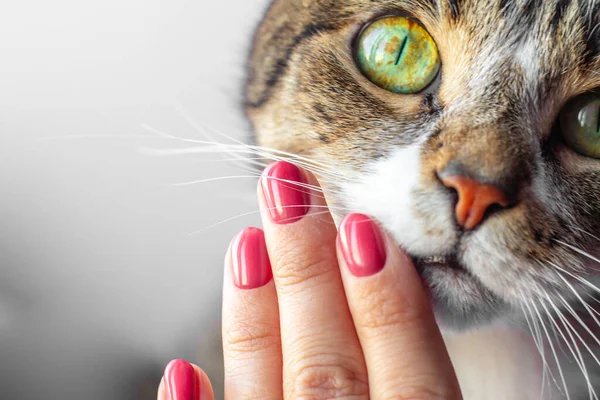 Çizgili Karizmatik Bir Kedinin Ağızlık Yakınında Manikürlü Kadın Parmaklar Güzellik — Stok fotoğraf