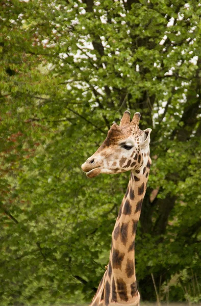 boyun ve baş-in zürafa