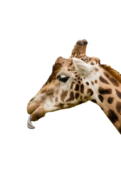 Isoliertes Seitenprofil einer Giraffe — Stockfoto