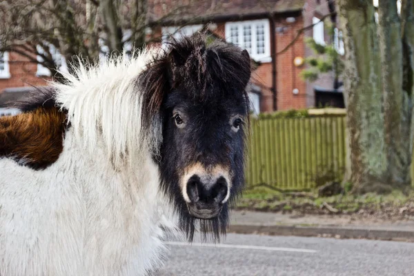 Yeni orman midilli kış ceket