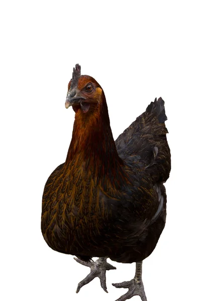 Organik tavuk görüntüleyiciyi denetleme