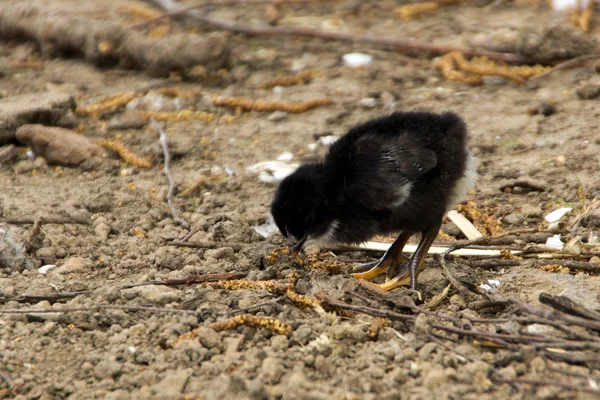Organik tavuk görüntüleyiciyi denetleme