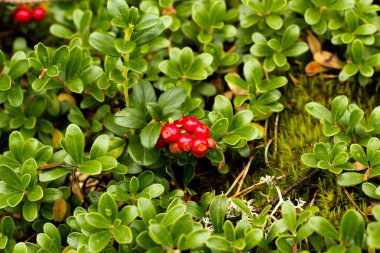Wild Lingonberry akaCowberry plants clipart