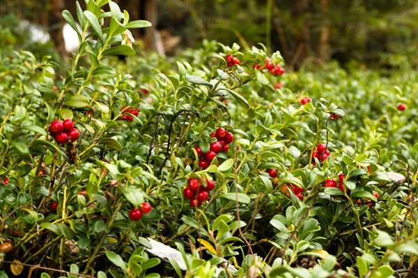 lingonberries aka cowberries orman katta