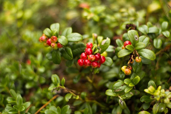 lingonberries olgunlaşma