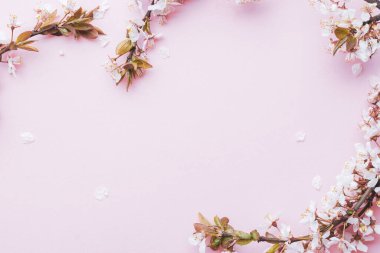 Bahar arkaplanı mayıs çiçekleri ve pembe arka planda Nisan çiçekleri. Yumuşak odaklı, çiçek açan kayısı makrosu dalları. Paskalya ve bahar tebrik kartları için. İlkbahar