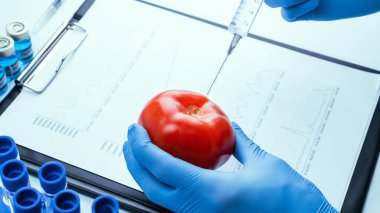 Genetik modifikasyon GDO 'su. Bilim adamı şırıngadan kırmızı domatese sıvı enjekte ediyor. Genetik olarak değiştirilmiş gıdalar