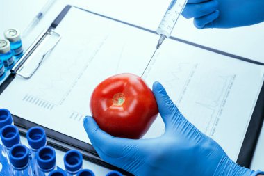 Gıda modifikasyonu GDO 'su. Bilim adamı şırıngadan kırmızı domatese sıvı enjekte ediyor. Genetik olarak değiştirilmiş gıda konsepti