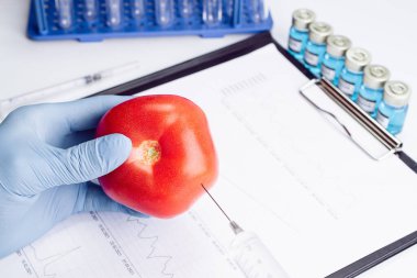 Gıda modifikasyonu GDO 'su. Bilim adamı şırıngadan kırmızı domatese sıvı enjekte ediyor. Genetik olarak değiştirilmiş gıda konsepti