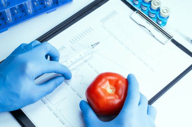 Genetik olarak modifiye edilmiş organizma. GDO bilim adamı şırıngadan kırmızı domatese sıvı enjekte ediyor. Gmo gıda biyoteknoloji konsepti