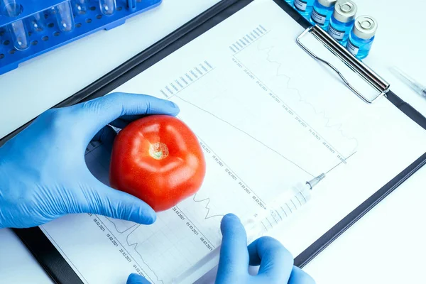 Genetik modifikasyon GDO 'su. Bilim adamı şırıngadan kırmızı domatese sıvı enjekte ediyor. Genetik olarak değiştirilmiş gıdalar