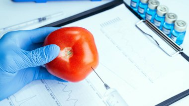 Genetik modifikasyon GDO 'su. Bilim adamı şırıngadan kırmızı domatese sıvı enjekte ediyor. Genetik olarak değiştirilmiş gıdalar