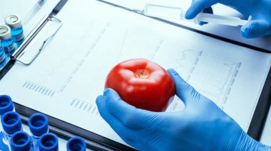Genetik olarak modifiye edilmiş organizma. GDO bilim adamı şırıngadan kırmızı domatese sıvı enjekte ediyor. Gmo gıda biyoteknoloji konsepti