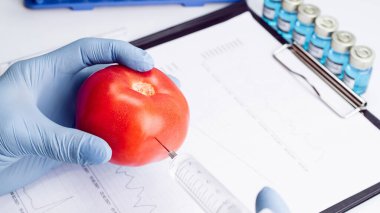 Gıda modifikasyonu GDO 'su. Bilim adamı şırıngadan kırmızı domatese sıvı enjekte ediyor. Genetik olarak değiştirilmiş gıda konsepti