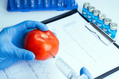 Genetik modifikasyon GDO 'su. Bilim adamı şırıngadan kırmızı domatese sıvı enjekte ediyor. Genetik olarak değiştirilmiş gıdalar