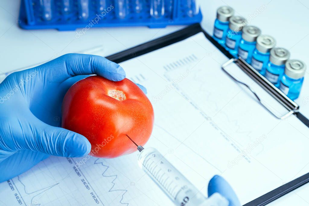 Genetic modification GMO. Scientist injecting liquid from syringe into red tomato. Genetically modified food