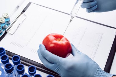 Genetik olarak değiştirilmiş GDO. Bilim adamı şırıngadan kırmızı domatese sıvı enjekte ediyor. Genetik modifikasyon biyoteknoloji kavramı