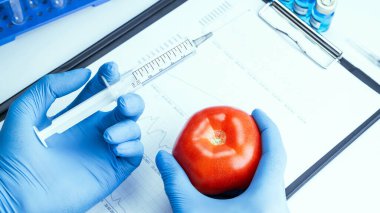 Genetik modifikasyon GDO 'su. Bilim adamı şırıngadan kırmızı domatese sıvı enjekte ediyor. Genetik olarak değiştirilmiş gıdalar