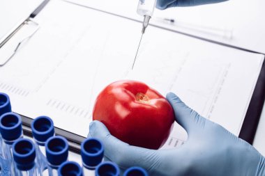 Genetik modifikasyon GDO 'su. Bilim adamı şırıngadan kırmızı domatese sıvı enjekte ediyor. Genetik olarak değiştirilmiş gıdalar