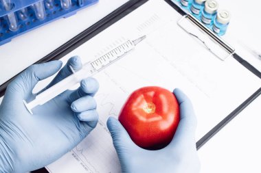 Gıda modifikasyonu GDO 'su. Bilim adamı şırıngadan kırmızı domatese sıvı enjekte ediyor. Genetik olarak değiştirilmiş gıda konsepti