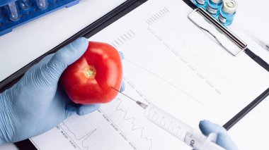 Genetik modifikasyon GDO 'su. Bilim adamı şırıngadan kırmızı domatese sıvı enjekte ediyor. Genetik olarak değiştirilmiş gıdalar