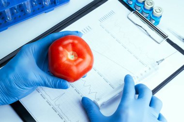 Genetik olarak modifiye edilmiş organizma. GDO bilim adamı şırıngadan kırmızı domatese sıvı enjekte ediyor. Gmo gıda biyoteknoloji konsepti