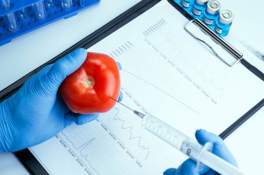 Genetik modifikasyon GDO 'su. Bilim adamı şırıngadan kırmızı domatese sıvı enjekte ediyor. Genetik olarak değiştirilmiş gıdalar