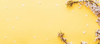 Bahar sınırı, bahar çiçekleri ve pembe arka planda Nisan çiçekleri. Yumuşak odaklı, çiçek açan kayısı makrosu dalları. Paskalya ve bahar tebrik kartları için. İlkbahar