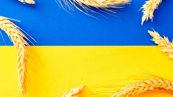 Ukraine Weizengetreide Hintergrund Ukrainisches Symbol Mit Weizenähre Auf Gelb Blauem — Stockfoto