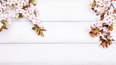 Bahar arkaplanı çiçekleri ve ağaçta çiçek açan Nisan çiçekleri. Paskalya güneşli bir gün. Orchard soyut arka plan. İlkbahar