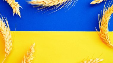Sarı mavi buğday arkaplanı. Sarı mavi bayrak üzerine izole edilmiş buğday tanecikli Ukrayna sembolü. Ukrayna kavramını destekle