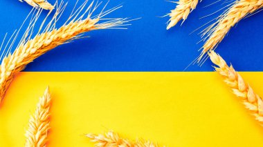 Ukrayna buğday arkaplanı. Sarı mavi bayrak üzerine izole edilmiş buğday tanecikli Ukrayna sembolü. Düz yat, boşluğu kopyala