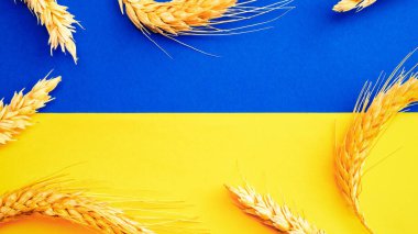 Mavi sarı bayrağa izole edilmiş çavdar kulaklı Ukrayna buğday tohumu sembolü. Sarı mavi afiş arkaplan, düz yatay, kopyalama alanı