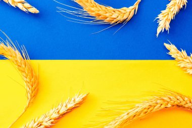 Mavi sarı buğday arkaplanı. Sarı mavi bayrağa izole edilmiş buğday tanecikli Ukrayna sembolü. Ukrayna Konseptini Sev