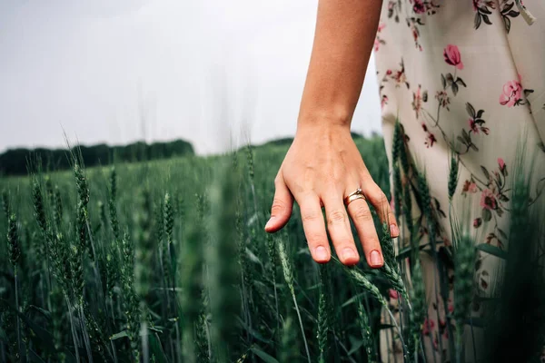 Wheat Field Hand Woman Young Woman Hand Touching Spikelets Cereal — Stock Photo, Image