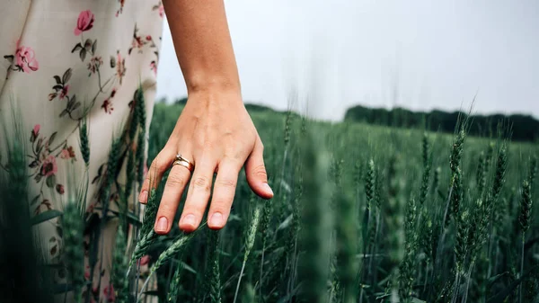 Hand Wheat Field Young Woman Cereal Field Touching Ripe Wheat — Stock Photo, Image