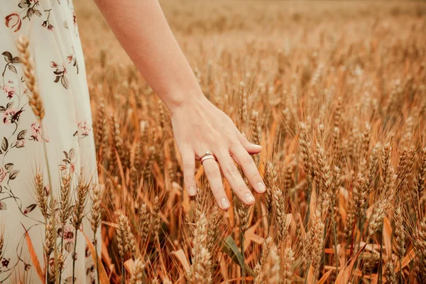 Wheat Field Hand Woman Young Woman Hand Touching Spikelets Cereal — Stock Photo, Image